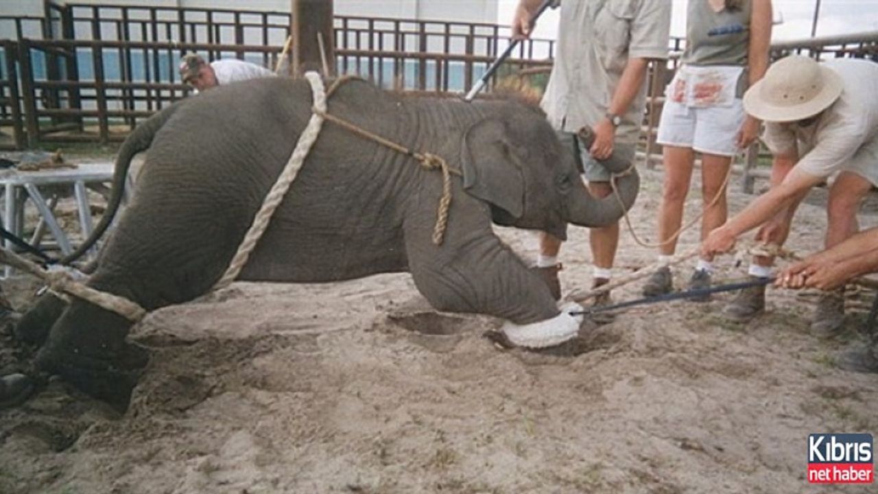 Çin “Hayvanlara işkence ediliyor” iddiası!