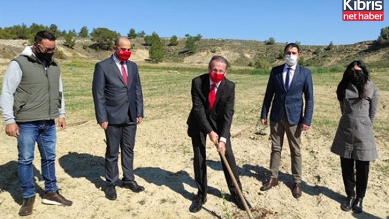 ODTÜ Kuzey Kıbrıs’te Üretilen 900 Adet Zeytin Fidanı Kampüs Arazisine Dikildi