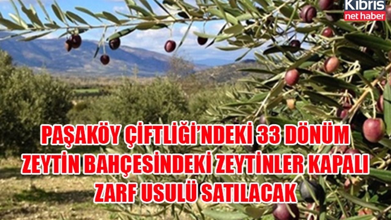 Paşaköy çiftliği’ndeki 33 dönüm zeytin bahçesindeki zeytinler kapalı zarf usulü satılacak