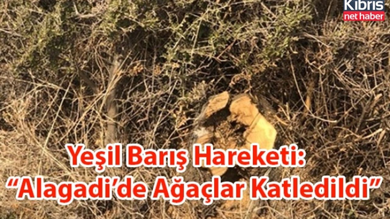 Yeşil Barış Hareketi: “Alagadi’de Ağaçlar Katledildi”