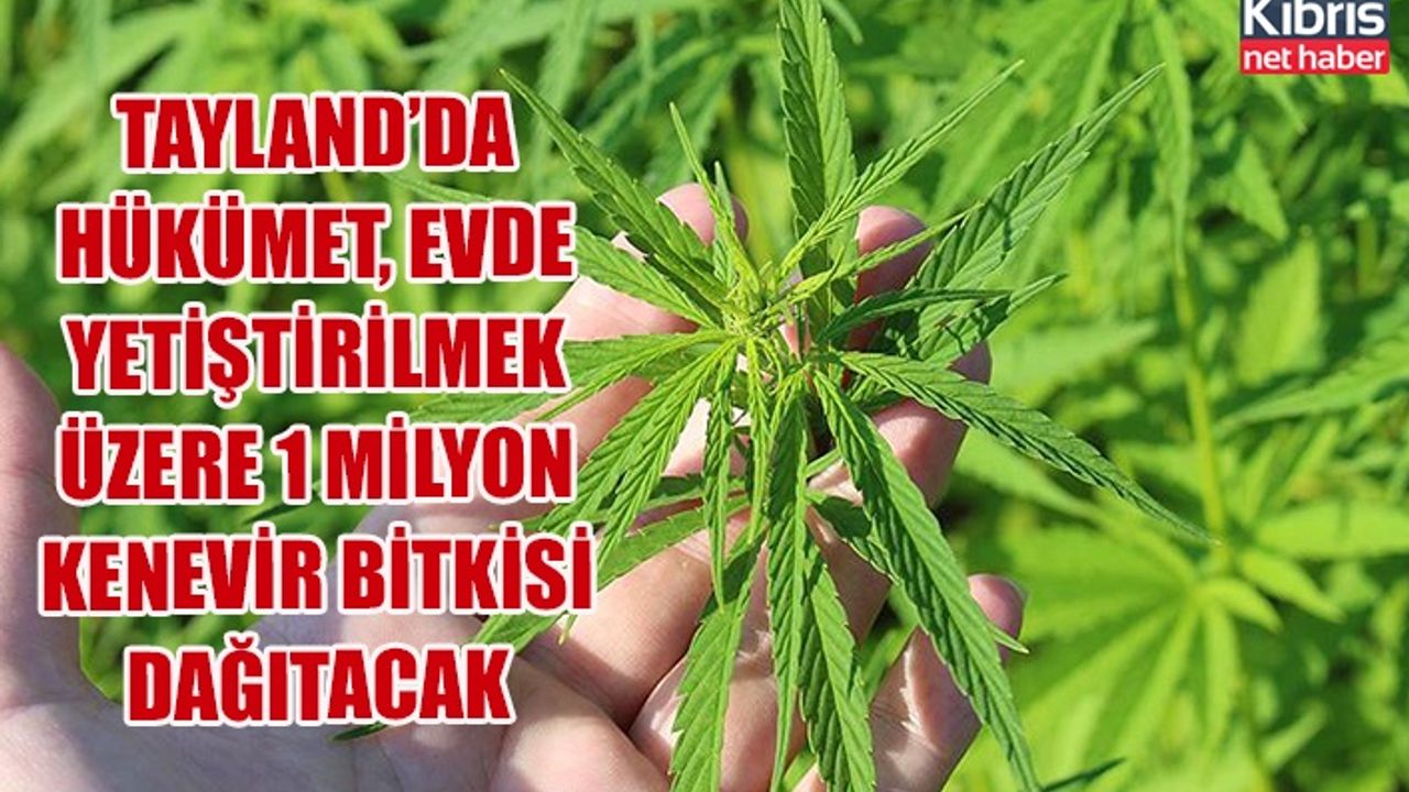Tayland’da hükümet, evde yetiştirilmek üzere 1 milyon kenevir bitkisi dağıtacak