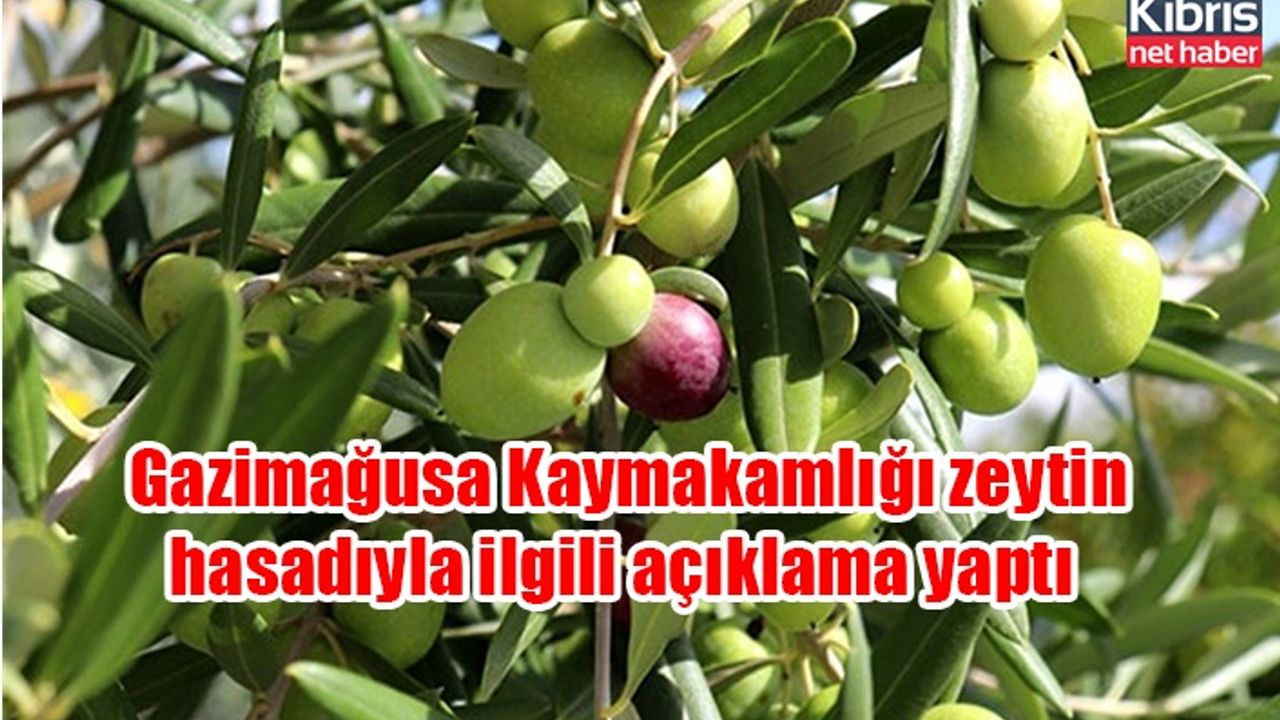 Gazimağusa Kaymakamlığı zeytin hasadıyla ilgili açıklama yaptı