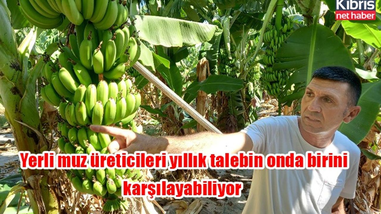 Yerli muz üreticileri yıllık talebin onda birini karşılayabiliyor