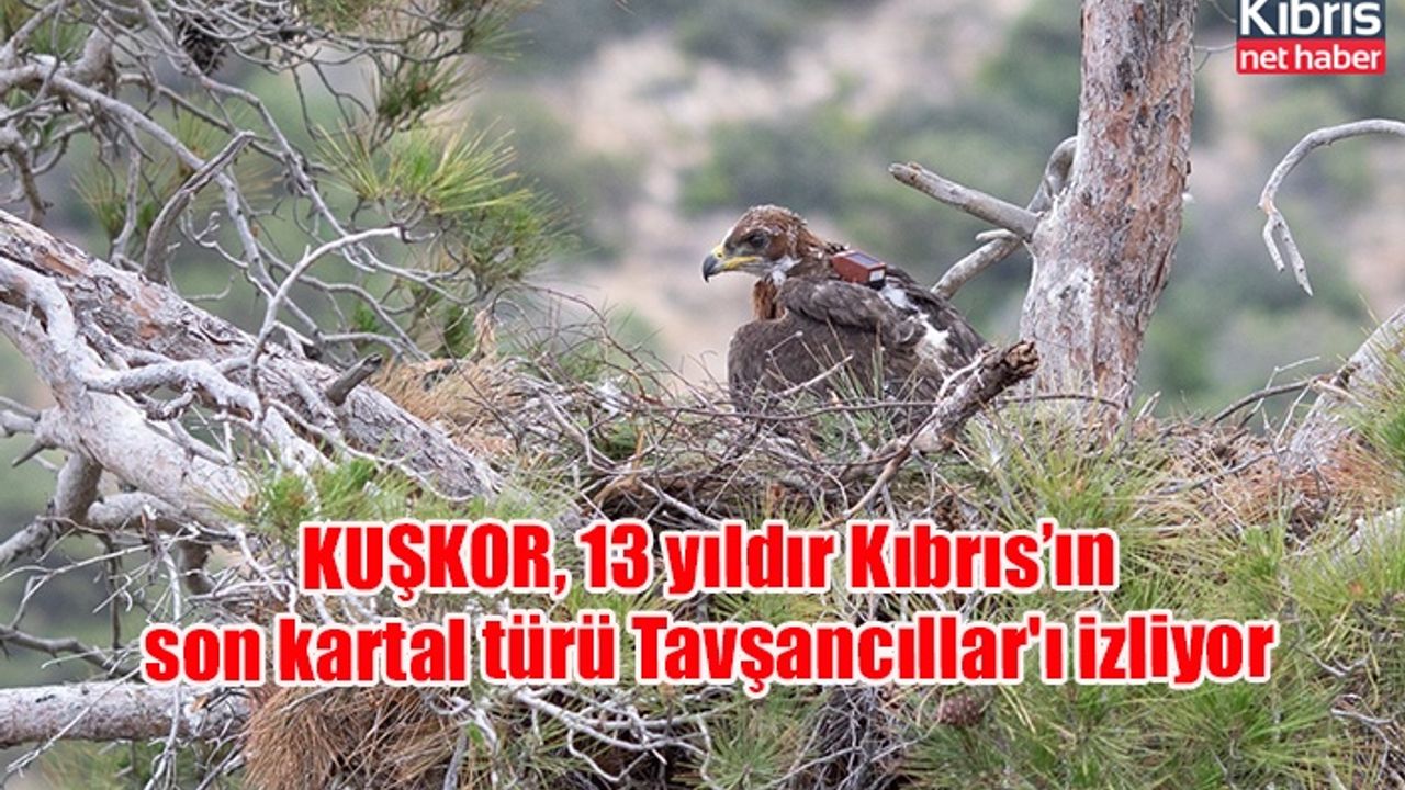 KUŞKOR, 13 yıldır Kıbrıs’ın son kartal türü Tavşancıllar'ı izliyor
