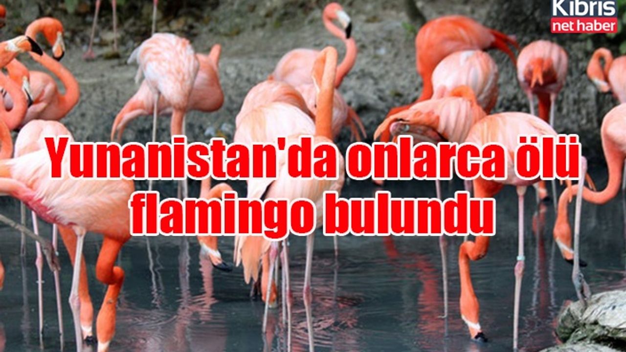 Yunanistan'da onlarca ölü flamingo bulundu
