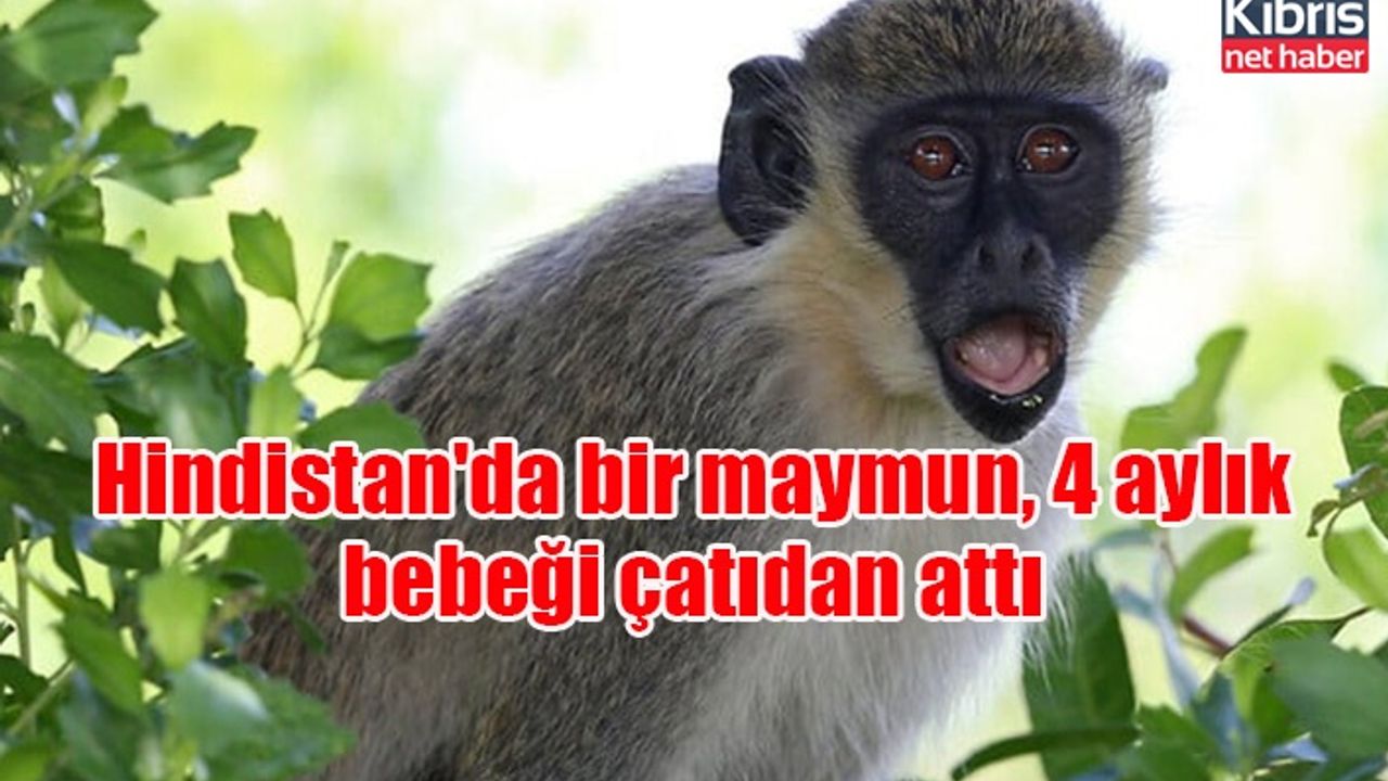 Hindistan'da bir maymun, 4 aylık bebeği çatıdan attı