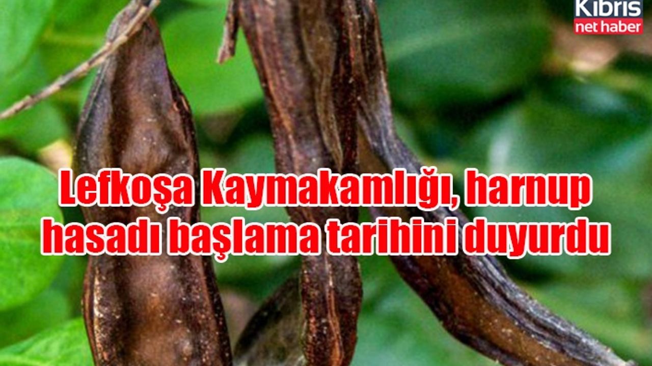 Lefkoşa Kaymakamlığı, harnup hasadı başlama tarihini duyurdu