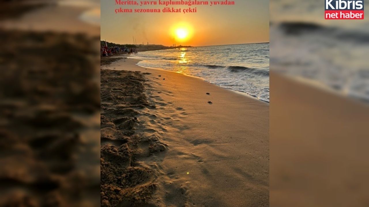 Meritta, yavru kaplumbağaların yuvadan çıkma sezonuna dikkat çekti