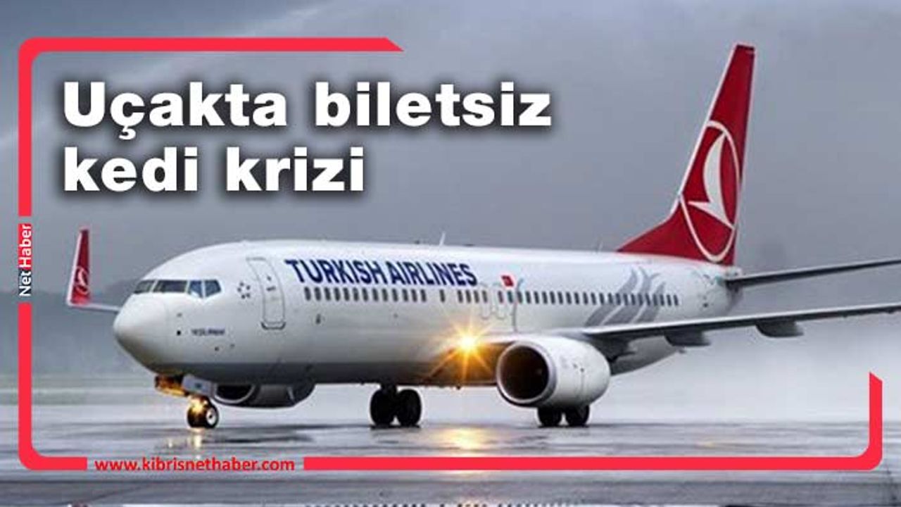 THY uçağı kabinde gezen kedi nedeniyle pist başından geri döndü