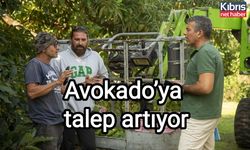 Avokado’ya talep artıyor