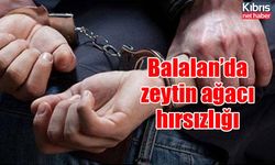 Balalan’da zeytin ağacı hırsızlığı