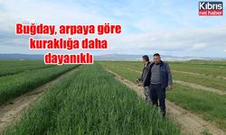 Buğday, arpaya göre kuraklığa daha dayanıklı