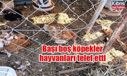 Başı boş köpekler hayvanları telef etti