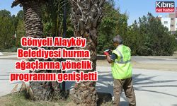 Gönyeli Alayköy Belediyesi hurma ağaçlarına yönelik programını genişletti