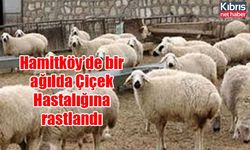 Hamitköy’de bir ağılda Çiçek Hastalığına rastlandı