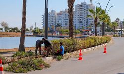 Gazimağusa Laguna bölgesinde budama ve çevre düzenlemesi yapılıyo