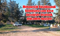 Mehmetçik Büyükkonuk Belediyesi çam kese böceğiyle biyolojik mücadele başlattı