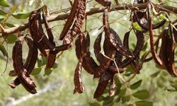 2025 harup (keçiboynuzu) destek ödemesi yapıldı