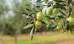 Gazimağusa’da zeytin hasadı tarihleri açıklandı