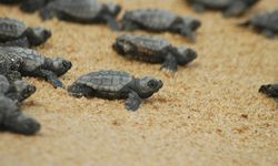 Karşıyaka Güzelyalı Halk Plajı’nda yarın 5. Caretta Caretta Şenliği düzenleniyor