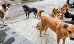 Lefke Çevre ve Ekoloji Derneği: “Başıboş köpekler tehlike yaratıyor”