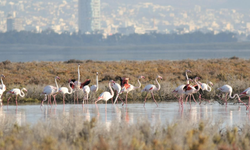 Yüzlerce flamingo Ağrotur Tuz Gölü'ne geri döndü