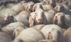 Küçükbaş hayvan varlıklarına ait güncel beyan süresi 30 Ocak’a kadar uzatıldı