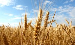 TÜK, yemlik arpanın Çarşamba günü gelmesinin beklendiğini açıkladı