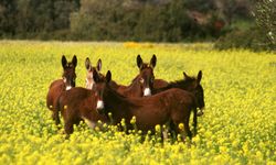 Polisten Ziyamet bölgesindeki sürücülere yol kenarlarındaki eşekler konusunda uyarı...