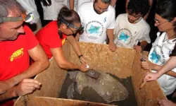 DAÜ-SAGEM ve Spot iş birliğiyle iki Caretta Caretta’ya uydu vericisi takıldı