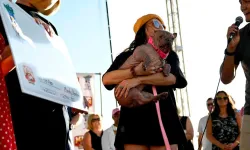 Dünyanın en çirkin köpeği: Sahibine 5 bin dolar kazandırdı