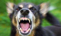 Başıboş bırakılan köpek bir kişiyi yaraladı