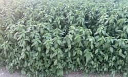 Kıbrıs’ta Molehiya sezonu devam ediyor