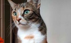 Kozanköy’de kedi katliamı: 1 kişi tutuklandı