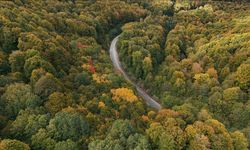 FAO: Dünyada ormansızlaşma yavaşladı ancak ormanlar hala baskı altında