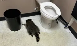 ABD’de 'sarhoş rakun' vakası büyüyor