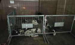 Mağusa’da kaçak hayvan geçişi engellendi: 9 erkek süt danası ele geçirildi