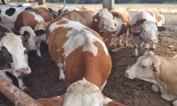 Gıda Mühendisleri Odası’ndan şap hastalığı uyarısı: Güvenli gıda sağlıklı hayvanla başlar
