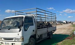 Gazimağusa’da Şap Hastalığına Karşı Önlem