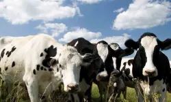 Tarım Bakanlığı: Şap hastalığı salgını teyit edildi, acil eylem planı yürürlükte