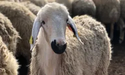 Yunanistan’da 17 ayda 1985 koyun çiçeği vakası tespit edildi