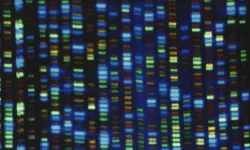 Genlerin insan ömrü üzerindeki rolü sanılandan çok daha büyük