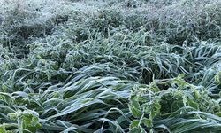 Yarın ve cuma don bekleniyor