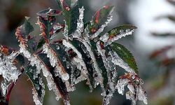 Yarın, pazar ve pazartesi sabah saatlerinde don olayı bekleniyor
