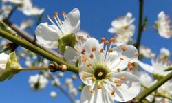 İlk cemre havaya düştü