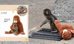 Yavru maymun bir fotoğrafla ünlü oldu, oyuncakları yok satıyor