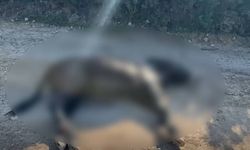 Taşkent Doğa Parkı’ndan Karpaz eşekleri için acil çağrı