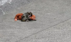 Japon uzmanlar maymun Punch'ın yalnızlığını anlattı: Gidecek başka bir yeri yok