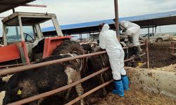 Güney Kıbrıs’taki bir çiftlikte daha şap vakası tespit edildi