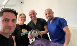 Yaralı Deniz Kaplumbağası Meritta ile Hayata Tutundu